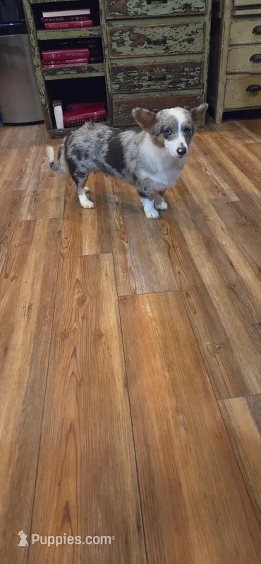 Loretta – Pembroke Welsh Corgi puppy for sale in Milton, WI