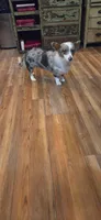 Loretta, a female Pembroke Welsh Corgi for sale in Milton, WI – 1 of 1
