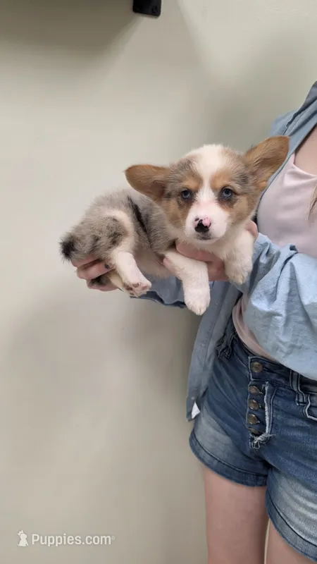 Blue Merle Girl – Pembroke Welsh Corgi puppy for sale in Milton, WI