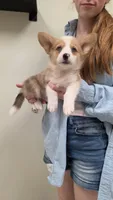 Red Merle Boy, a male Pembroke Welsh Corgi for sale in Milton, WI – 2 of 2