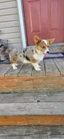 Breslyn Blue Merle, a female Pembroke Welsh Corgi for sale in Milton, WI – 2 of 2