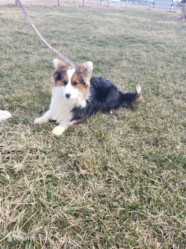 Batman, Fluffy Boy, a male Pembroke Welsh Corgi for sale in Milton, WI – 1 of 1