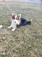 Batman, Fluffy Boy, a male Pembroke Welsh Corgi for sale in Milton, WI – 1 of 1