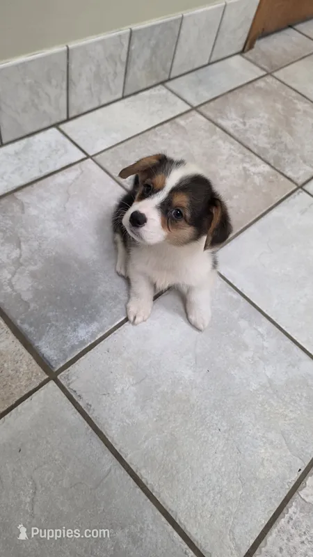 Petite Tri Color – Pembroke Welsh Corgi puppy for sale in Milton, WI
