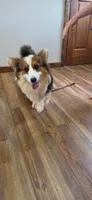 Batman FLUFFY AKC, a male Pembroke Welsh Corgi for sale in Milton, WI – 2 of 3