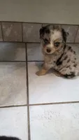 Tiny Blue Merle Boy, a male Toy Australian Shepherd for sale in Milton, WI – 3 of 6