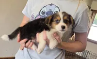 Tri girl, a female Pembroke Welsh Corgi for sale in Milton, WI – 2 of 2