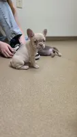 Frenchie Pups "Rosie", a male French Bulldog for sale in Milton, WI – 4 of 7