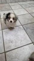 Blue Merle Boy, a male Pembroke Welsh Corgi and Miniature Australian Shepherd for sale in Milton, WI – 2 of 2