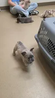Fluffy Girl "Enola" , a female French Bulldog for sale in Milton, WI – 8 of 8
