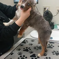 Blue Merle TOY Boy, a male Miniature Australian Shepherd for sale in Milton, WI – Photo 1 of 3