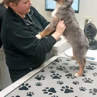 Blue Merle TOY Boy, a male Miniature Australian Shepherd for sale in Milton, WI – Photo 3 of 3