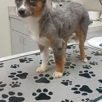 Blue Merle TOY Boy, a male Miniature Australian Shepherd for sale in Milton, WI – Photo 2 of 3