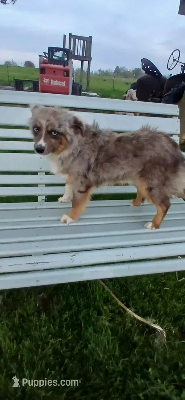 Blue Merle TOY Boy – Toy Australian Shepherd puppy for sale in Milton, WI