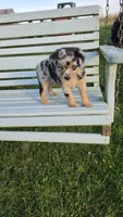 Blue Merle, a female Miniature Australian Shepherd for sale in Milton, WI – 4 of 5