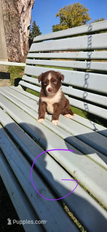 Red Girl – Miniature Australian Shepherd puppy for sale in Milton, WI