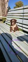 Red Girl, a female Miniature Australian Shepherd for sale in Milton, WI – 1 of 1