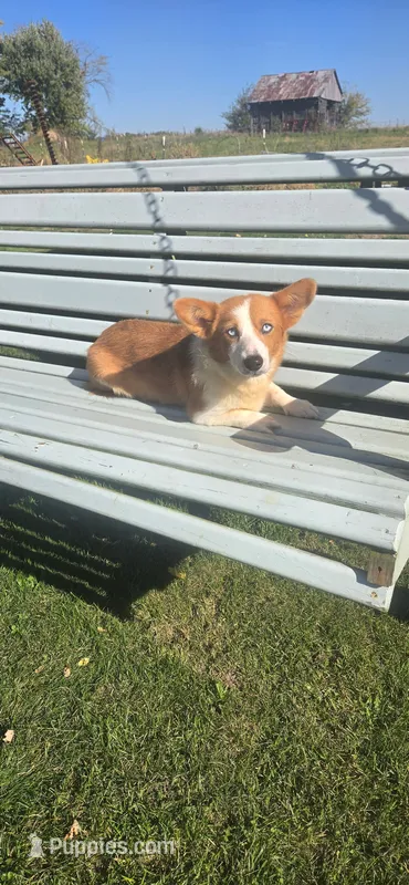 Red Merle Girl – Pembroke Welsh Corgi puppy for sale in Milton, WI