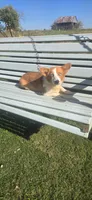 Red Merle Girl, a female Pembroke Welsh Corgi for sale in Milton, WI – 1 of 1