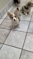 Blue Merle Girl, a female Pembroke Welsh Corgi for sale in Milton, WI – 2 of 6