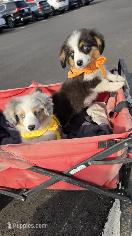 Blue Merle Auggie – Pembroke Welsh Corgi, Miniature Australian Shepherd puppy for sale in Milton, WI