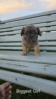 Fluffy Girl, a female French Bulldog for sale in Milton, WI – 2 of 3