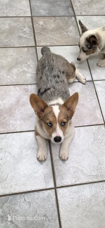 Breslyn Petite Blue Merle – Pembroke Welsh Corgi puppy for sale in Milton, WI