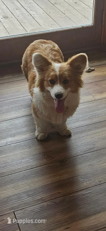 Foxy FLUFFY – Pembroke Welsh Corgi puppy for sale in Milton, WI