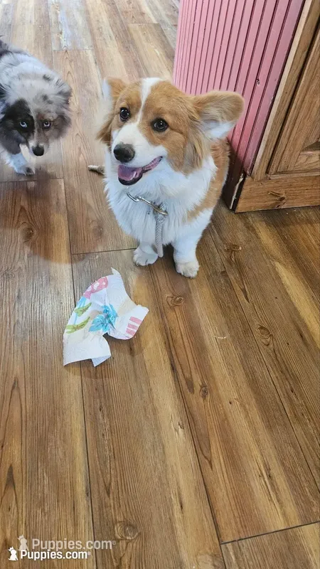 Foxy FLUFFY – Pembroke Welsh Corgi puppy for sale in Milton, WI