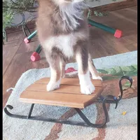 Small Red Toy Boy Lorax, a male Miniature Australian Shepherd for sale in Milton, WI – Photo 2 of 2