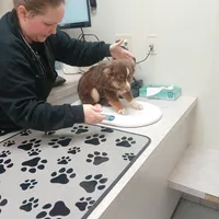 Small Red Toy Boy Lorax, a male Miniature Australian Shepherd for sale in Milton, WI – Photo 1 of 2