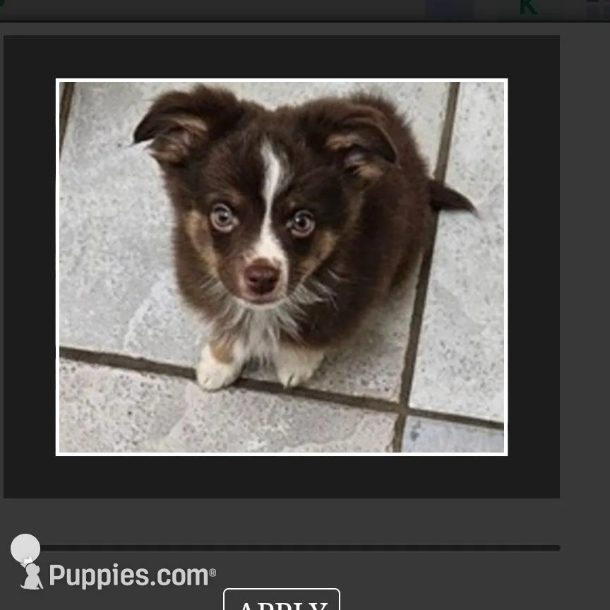 Small Red Toy Boy Lorax