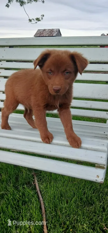 Chocolate Boy – Miniature Australian Shepherd puppy for sale in Milton, WI