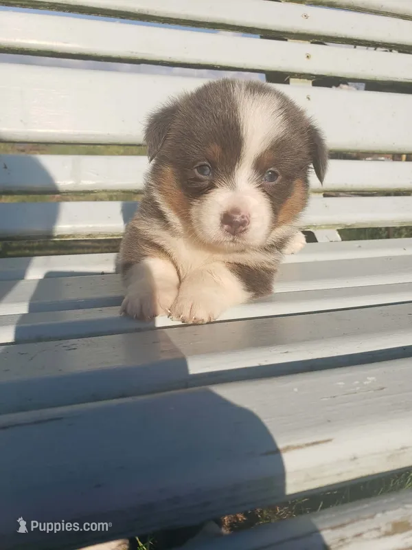 Corgi Pups – Pembroke Welsh Corgi puppy for sale in Milton, WI
