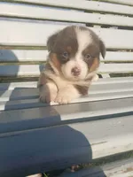 Corgi Pups, a male Pembroke Welsh Corgi for sale in Milton, WI – 1 of 1
