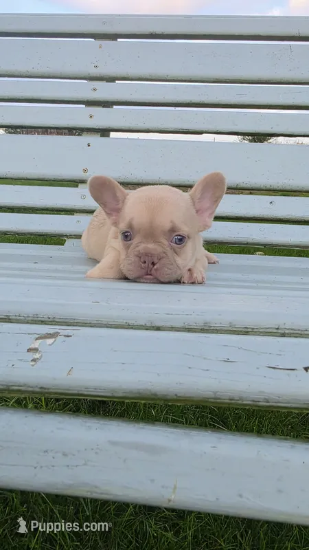 Frenchie Pups – French Bulldog puppy for sale in Milton, WI