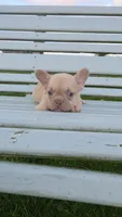 Frenchie Pups, a male French Bulldog for sale in Milton, WI – 1 of 1
