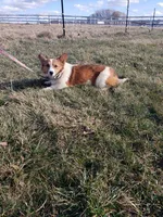 Red and White Girl, a female Pembroke Welsh Corgi for sale in Milton, WI – 1 of 1