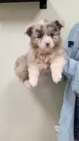 Extra Fluffy Blue Merle Girl, a female Pembroke Welsh Corgi for sale in Milton, WI – 1 of 2
