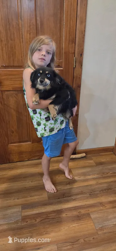 Rio – Toy Australian Shepherd puppy for sale in Milton, WI