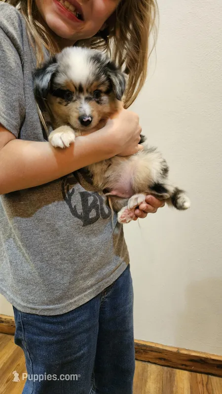 Blue Merle TOY – Miniature Australian Shepherd puppy for sale in Milton, WI
