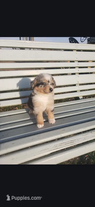 Blue Merle TOY – Miniature Australian Shepherd puppy for sale in Milton, WI