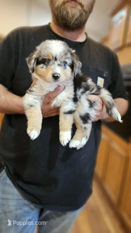 Blue Merle TOY – Miniature Australian Shepherd puppy for sale in Milton, WI