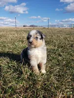 Blue Merle TOY, a male Miniature Australian Shepherd for sale in Milton, WI – Photo 1 of 2