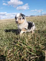 Blue Merle TOY, a male Miniature Australian Shepherd for sale in Milton, WI – Photo 2 of 2