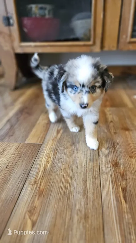 Blue Merle TOY – Miniature Australian Shepherd puppy for sale in Milton, WI