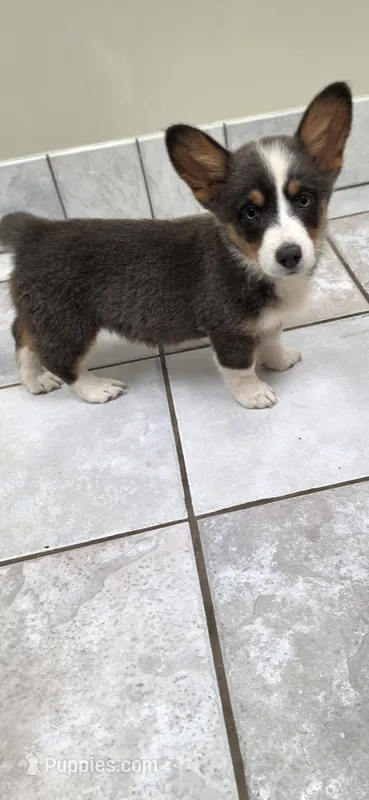 Beautiful Dilute Bluie Girl – Pembroke Welsh Corgi puppy for sale in Milton, WI
