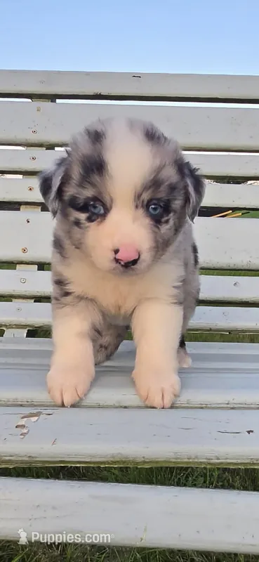 Blue Merle Girl – Miniature Australian Shepherd puppy for sale in Milton, WI