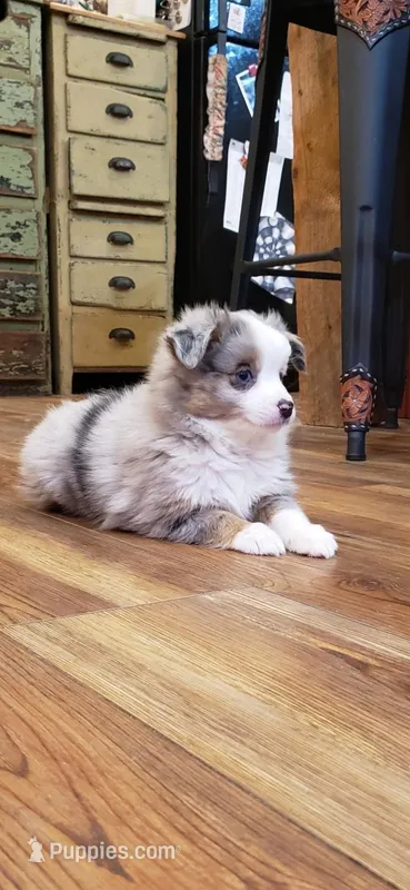 Tiny Blue Merle Girl