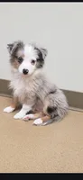 Toy size Blue Merle Girl, a female Miniature Australian Shepherd for sale in Milton, WI – Photo 5 of 5